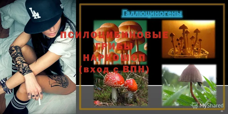 OMG ссылки  купить наркотик  Шумиха  Галлюциногенные грибы Cubensis 